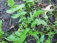 CIMG0734.webp