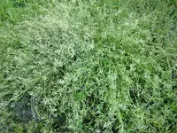 CIMG8567.webp