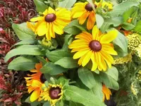 Bilda064.webp
