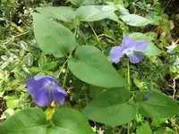 Bilda091.webp