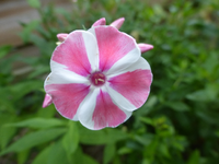 P1460614.webp