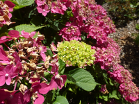 P1460445.webp