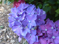 P1460570.webp