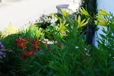 Citrina.webp