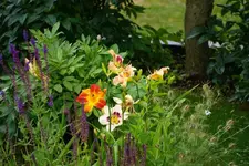 DSC03089.webp