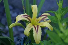 Marked by Lydia.webp