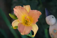 No Name.webp