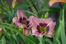 Siloam Bo Peep.webp