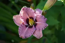 Siloam Merle Kent.webp