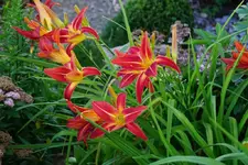 Taunus Red Flame.webp