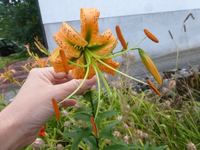 P1460562.webp