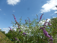 P1460462.webp