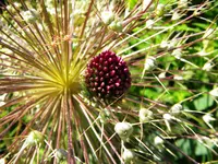 DSCN9445.webp