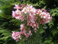 Riesenbaumlilie.webp