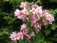 Riesenbaumlilie2.webp