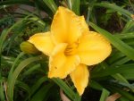 Hemerocallis gelb.jpg