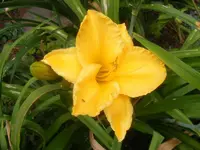 Hemerocallis gelb.webp