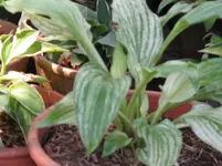 white feather 1_1067x800.webp