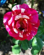 rsn2015 (10).webp