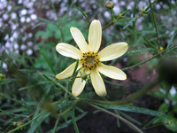 Coreopsis verticillata ´Moonbeam`.webp