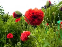 006.webp