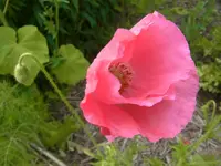 006.webp
