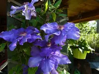 050.webp