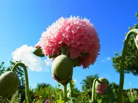 006.webp