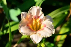 sil gundorp.webp
