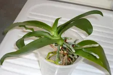 P1020846.webp
