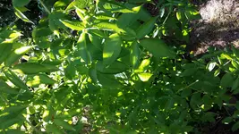 20150710_183838.webp