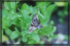 comp_DSC04094.webp