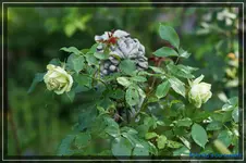 comp_DSC04090.webp