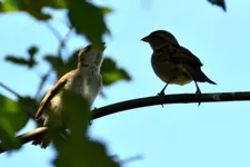 Familie Spatz_0001.webp