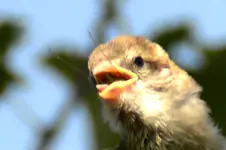 Familie Spatz_0003.webp