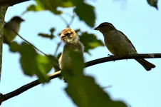 Familie Spatz_0004.webp