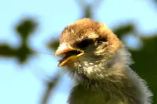 Familie Spatz_0005.webp