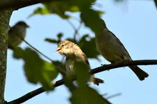 Familie Spatz_0006.webp