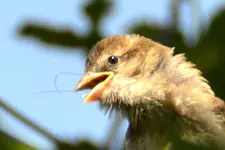 Familie Spatz_0007.webp