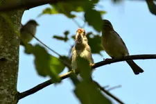 Familie Spatz_0008.webp