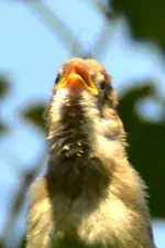 Familie Spatz_0009.webp