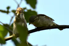 Familie Spatz_0011.webp