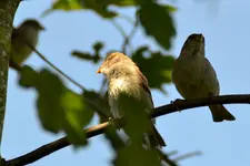Familie Spatz_0014.webp