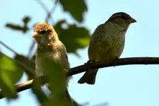 Familie Spatz_0015.webp