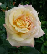 rsn2015 (13).webp