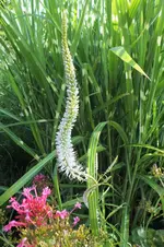 DSCF2065 (3).webp