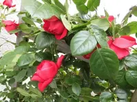 Bilda042.webp