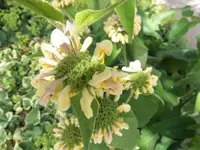 Bilda068.webp