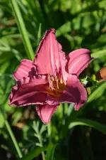 DSC_4915.webp