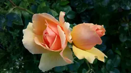 20150711_092908.webp